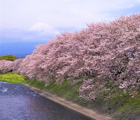 龍巌淵の桜［令和2年(2020年)4月7日］