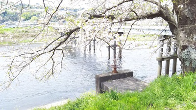 龍巌淵の桜［令和2年(2020年)4月7日］