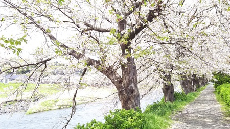 龍巌淵の桜［令和2年(2020年)4月7日］