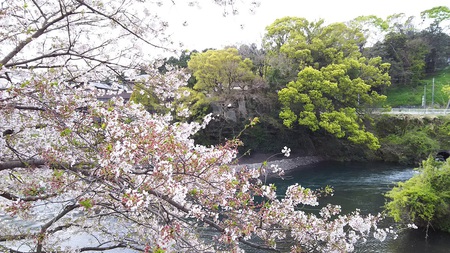 龍巌淵の桜［令和2年(2020年)4月7日］