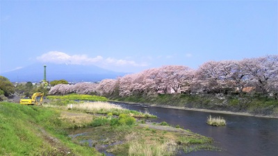 龍巌淵の桜［令和2年(2020年)4月8日］