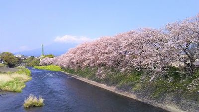 龍巌淵の桜［令和2年(2020年)4月8日］