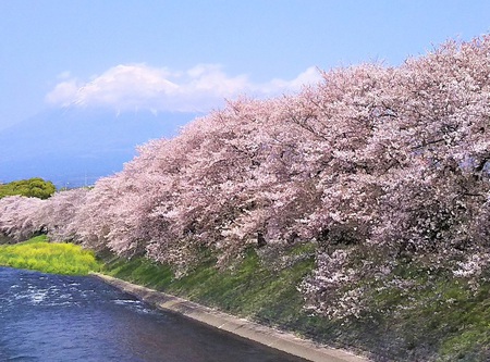龍巌淵の桜［令和2年(2020年)4月8日］