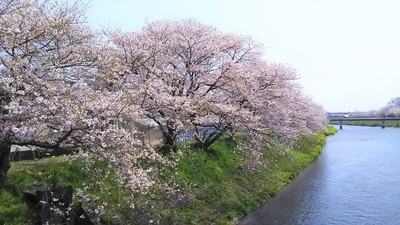 龍巌淵の桜［令和2年(2020年)4月8日］
