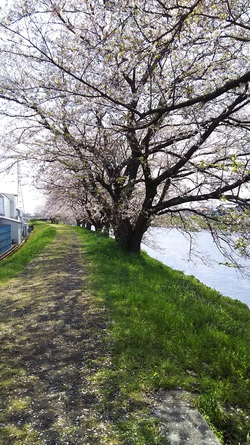 龍巌淵の桜［令和2年(2020年)4月8日］