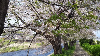 龍巌淵の桜［令和2年(2020年)4月8日］