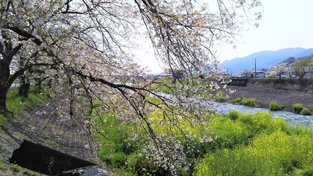 龍巌淵の桜［令和2年(2020年)4月8日］