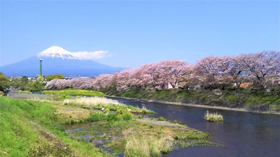 龍巌淵の桜［令和2年(2020年)4月9日］