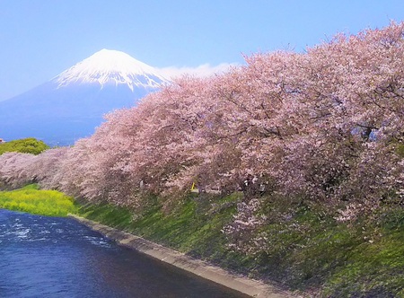 龍巌淵の桜［令和2年(2020年)4月9日］