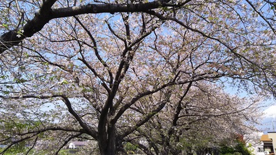 龍巌淵の桜［令和2年(2020年)4月9日］