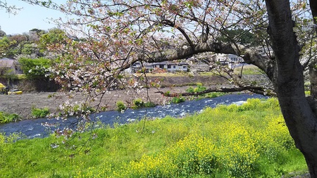 龍巌淵の桜［令和2年(2020年)4月9日］