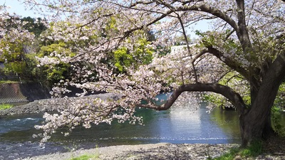 龍巌淵の桜［令和2年(2020年)4月9日］