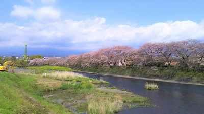 龍巌淵の桜［令和2年(2020年)4月10日］