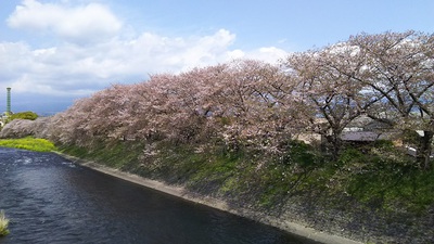 龍巌淵の桜［令和2年(2020年)4月10日］
