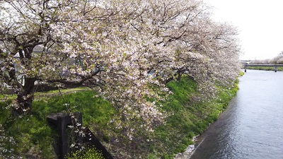 龍巌淵の桜［令和2年(2020年)4月10日］