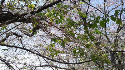 龍巌淵の桜［令和2年(2020年)4月10日］