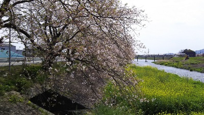 龍巌淵の桜［令和2年(2020年)4月10日］