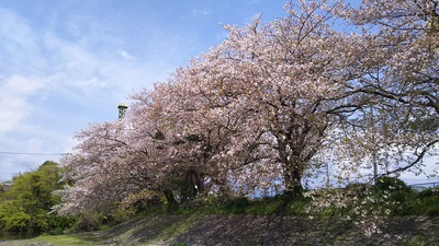 龍巌淵の桜［令和2年(2020年)4月10日］