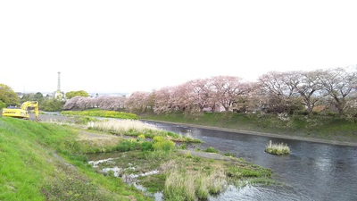 龍巌淵の桜［令和2年(2020年)4月11日］