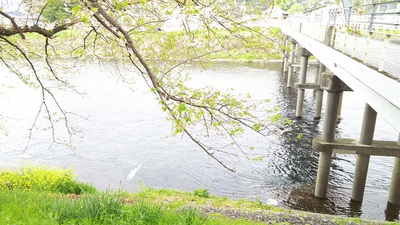 龍巌淵の桜［令和2年(2020年)4月11日］