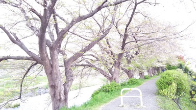 龍巌淵の桜［令和2年(2020年)4月11日］