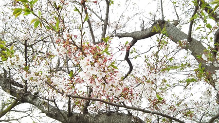 龍巌淵の桜［令和2年(2020年)4月11日］