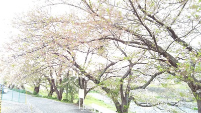 龍巌淵の桜［令和2年(2020年)4月11日］