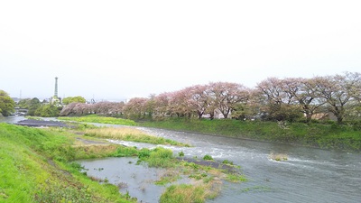 龍巌淵の桜[令和2年(2020年)4月13日　令和2年春の最終報告]