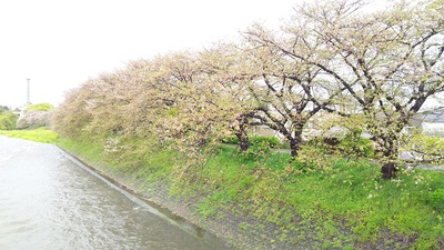 龍巌淵の桜[令和2年(2020年)4月13日　令和2年春の最終報告]