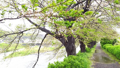 龍巌淵の桜[令和2年(2020年)4月13日　令和2年春の最終報告]
