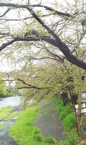 龍巌淵の桜[令和2年(2020年)4月13日　令和2年春の最終報告]