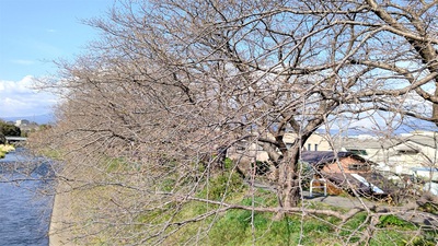 龍巌淵の桜[令和3年(2021年)3月20日]