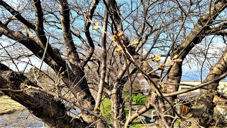 龍巌淵の桜[令和3年(2021年)3月20日]