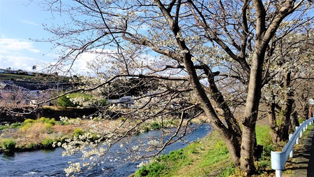 龍巌淵の桜[令和3年(2021年)3月20日]