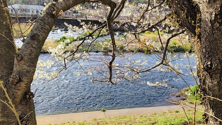 龍巌淵の桜[令和3年(2021年)3月20日]