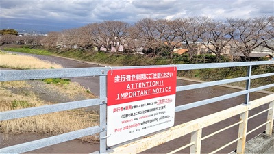 龍巌淵の桜[令和3年(2021年)3月22日]