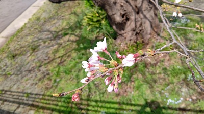 龍巌淵の桜[令和3年(2021年)3月22日]