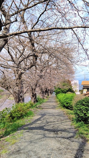 龍巌淵の桜[令和3年(2021年)3月22日]