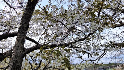 龍巌淵の桜[令和3年(2021年)3月22日]
