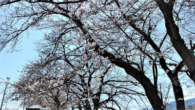 龍巌淵の桜[令和3年(2021年)3月23日]