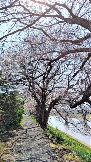 龍巌淵の桜[令和3年(2021年)3月23日]