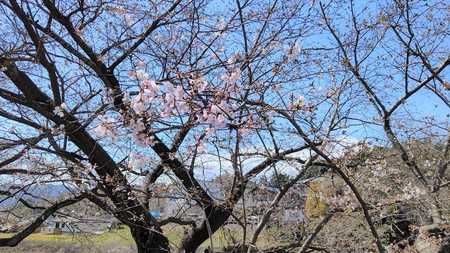 龍巌淵の桜[令和3年(2021年)3月23日]