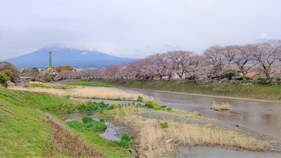 龍巌淵の桜[令和3年(2021年)3月25日]