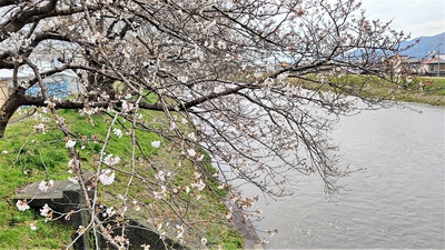 龍巌淵の桜[令和3年(2021年)3月25日]