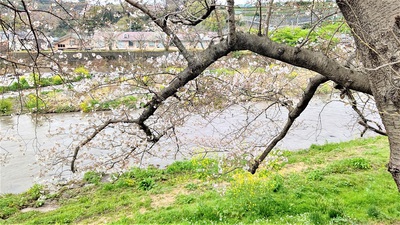 龍巌淵の桜[令和3年(2021年)3月25日]