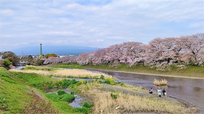 龍巌淵の桜[令和3年(2021年)3月27日]