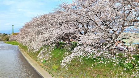 龍巌淵の桜[令和3年(2021年)3月27日]
