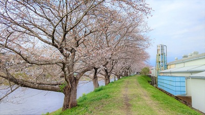 龍巌淵の桜[令和3年(2021年)3月27日]