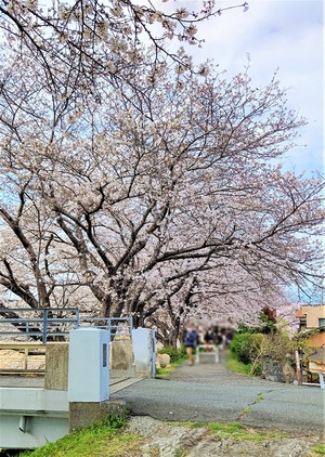 龍巌淵の桜[令和3年(2021年)3月27日]
