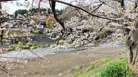 龍巌淵の桜[令和3年(2021年)3月27日]